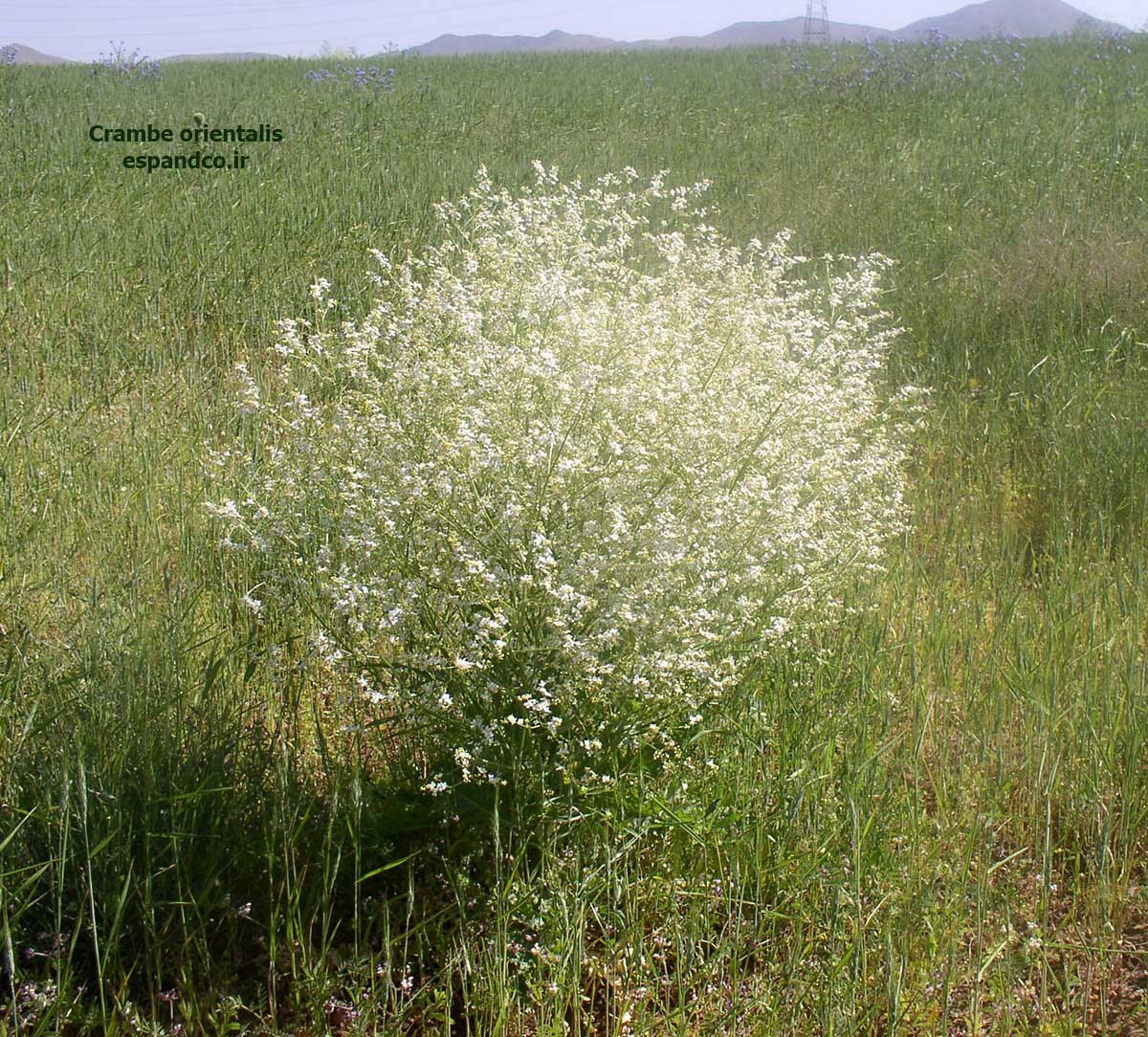  گل سپیده، کرامب 